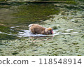 Kamikochi: Japanese monkey photos 118548914