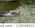 Kamikochi: Japanese monkey photos 118548915