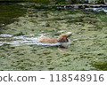 Kamikochi: Japanese monkey photos 118548916