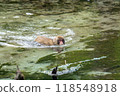 Kamikochi: Japanese monkey photos 118548918