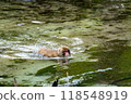 Kamikochi: Japanese monkey photos 118548919