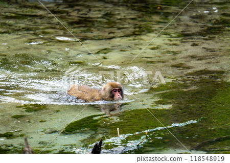 Kamikochi: Japanese monkey photos Kamikochi: Japanese monkey photos 118548919