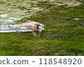 Kamikochi: Japanese monkey photos 118548920