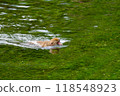 Kamikochi: Japanese monkey photos 118548923