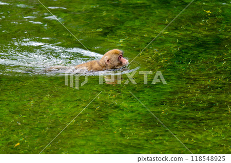 Kamikochi: Japanese monkey photos Kamikochi: Japanese monkey photos 118548925