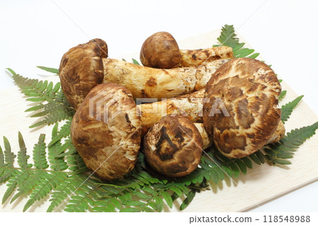 國內松茸蘑菇 國內松茸蘑菇 118548988