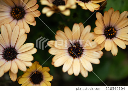 可愛的淡黃色非洲雛菊 118549104