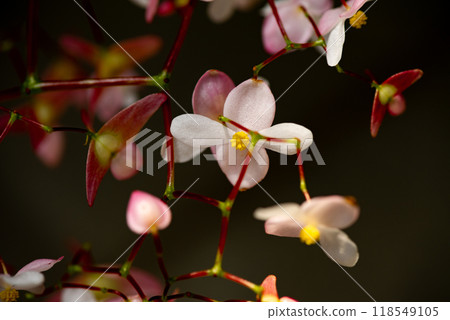 黑色背景上的小秋海棠花 118549105