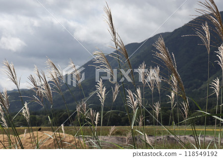 Japanese silver grass growing on the edge of a rice field Japanese silver grass growing on the edge of a rice field 118549192