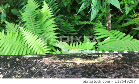 奄美變色龍 奄美變色龍 118549297