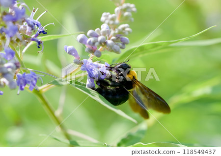 Carpenter bee Carpenter bee 118549437