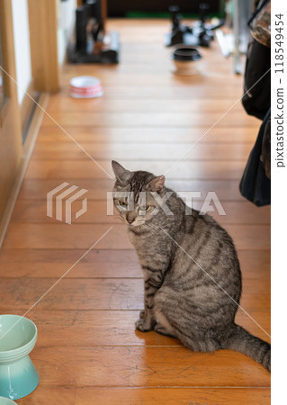 Cat waiting for food - Brown tabby cat 118549454