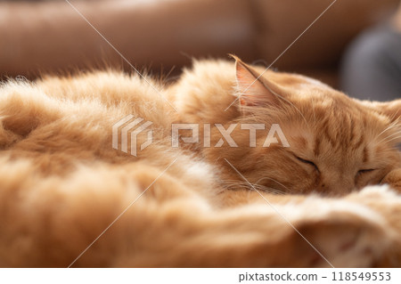 睡貓茶虎貓 118549553