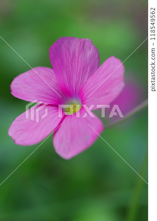 田野裡盛開的粉紅酢漿草鮑伊 118549562