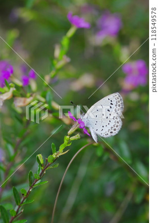 大和shizimi吮吸花蜜 大和shizimi吮吸花蜜 118549578