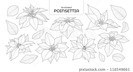 Set of isolated poinsettia. Cute flower illustration in hand drawn style. Black outline and white plane on transparent background. Set of isolated poinsettia. Cute flower illustration in hand drawn style. Black outline and white plane on transparent background. 118549661