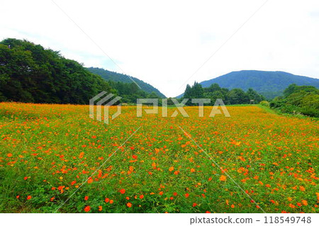 Cosmos in full bloom, Autumn cherry blossoms, Cosmosberg, Omoshiroyama Plateau 118549748