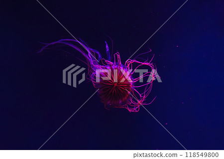 Fluorescent jellyfish swimming underwater aquarium pool with red neon light. Fluorescent jellyfish swimming underwater aquarium pool with red neon light. 118549800
