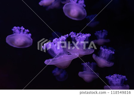 Mediterranean jellyfish, fried egg, Cotylorhiza tuberculata, swim in aquarium with neon light 118549816