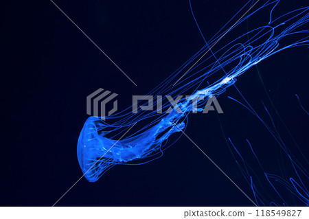 Atlantic sea nettle jellyfish swims in illuminated aquarium with blue neon lighting Atlantic sea nettle jellyfish swims in illuminated aquarium with blue neon lighting 118549827
