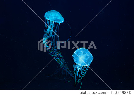 Two Atlantic sea nettle jellyfish swims in illuminated aquarium with blue neon lighting Two Atlantic sea nettle jellyfish swims in illuminated aquarium with blue neon lighting 118549828