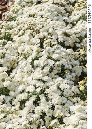 Fresh bright white chrysanthemums bushes in autumn garden, flowerbed Fresh bright white chrysanthemums bushes in autumn garden, flowerbed 118549836