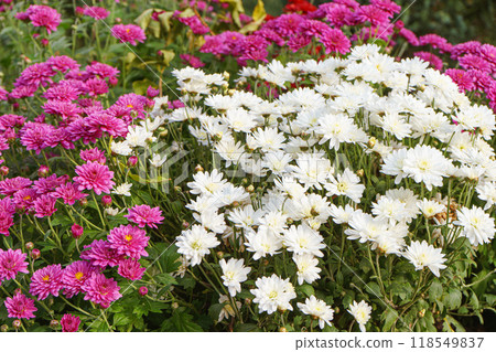 Fresh bright white and pink chrysanthemums bushes in autumn garden, flowerbed Fresh bright white and pink chrysanthemums bushes in autumn garden, flowerbed 118549837