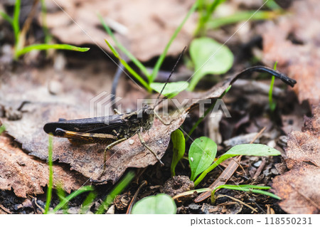 Hirobane Hina Grasshopper Hirobane Hina Grasshopper 118550231