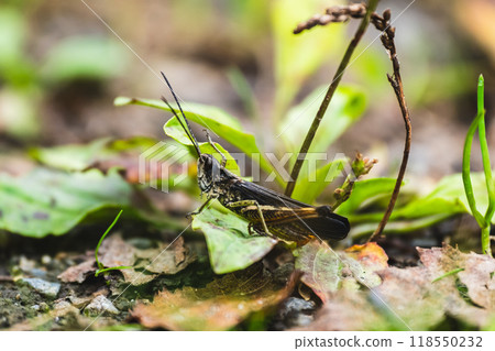 Hirobane Hina Grasshopper 118550232