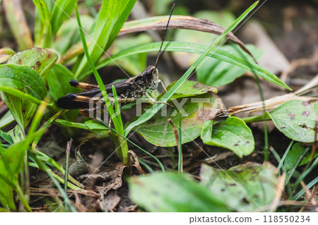 Hirobane Hina Grasshopper Hirobane Hina Grasshopper 118550234