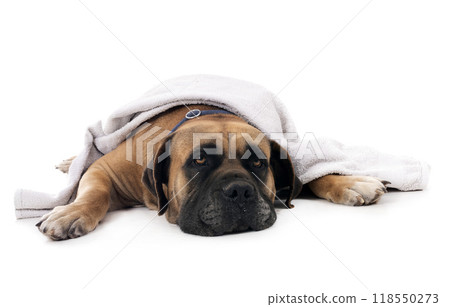 Boerboel in studio Boerboel in studio 118550273