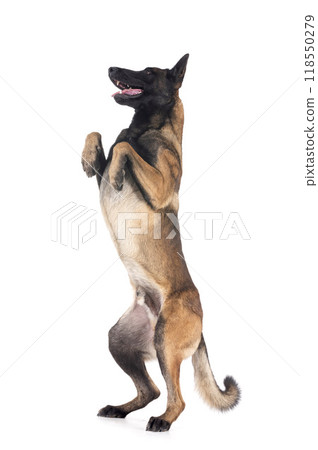 malinois in studio malinois in studio 118550279