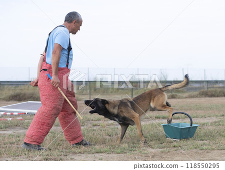training of belgian shepherd 118550295