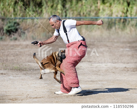 training of belgian shepherd 118550296