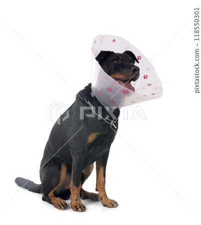 beauceron with hotspot beauceron with hotspot 118550301