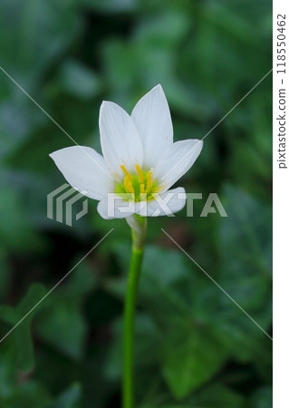 清新綠樹間的白色玉田 清新綠樹間的白色玉田 118550462