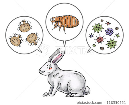 白兔和寄生蟲(蟎蟲、跳蚤、病原體) 白兔和寄生蟲(蟎蟲、跳蚤、病原體) 118550531