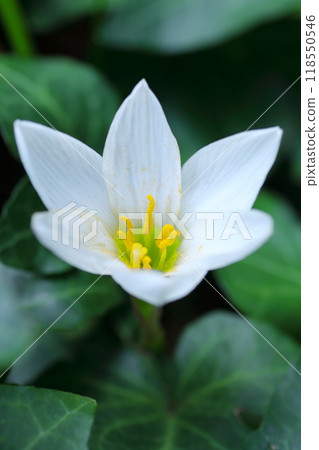 白色Tamasdale花 白色Tamasdale花 118550546
