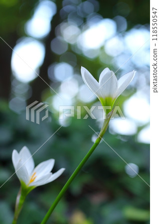 模糊中的白色玉簾花 118550547