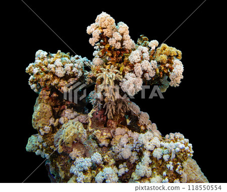 Underwater Tropical Corals Reef with colorful sea fish isolated on black . Marine life sea world . Tropical colourful underwater seascape. 118550554