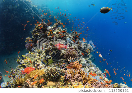 Underwater Tropical Corals Reef with colorful sea fish. Marine life sea world. Tropical colourful underwater seascape. 118550561