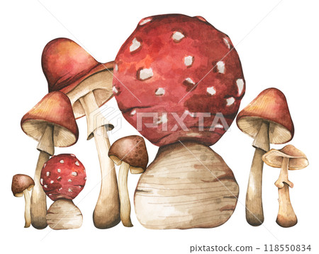 Forest mushrooms elements illustration watercolor style collection for Autumn design. 118550834