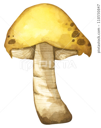Forest mushrooms elements illustration watercolor style collection for Autumn design. Forest mushrooms elements illustration watercolor style collection for Autumn design. 118550847