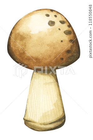 Forest mushrooms elements illustration watercolor style collection for Autumn design. 118550848