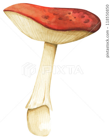Forest mushrooms elements illustration watercolor style collection for Autumn design. 118550850