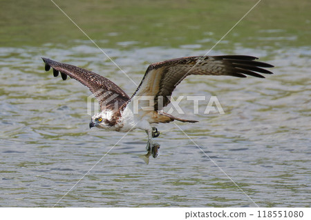 魚鷹捕捉魚並在水面飛行 魚鷹捕捉魚並在水面飛行 118551080