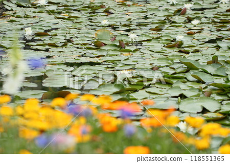 White water lilies floating on the water surface, summer scenery 118551365