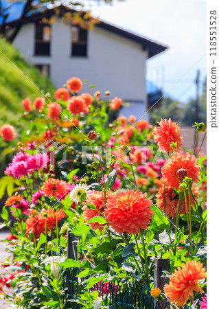Colorful dahlia flowers in a garden 118551528