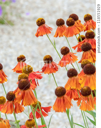 Helenium hybrid bright orange autumn flowers group Helenium hybrid bright orange autumn flowers group 118551929