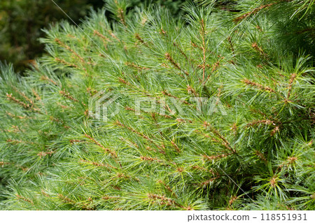 Pinus strobus,eastern white pine, northern white pine, white pine, Weymouth pine or soft pine branches closeup. 118551931